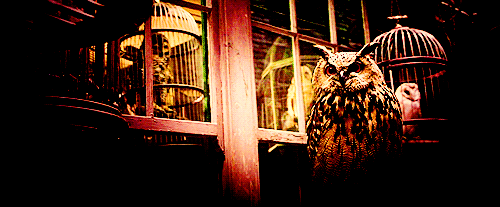 world-without-harry-potter-gifs-owls