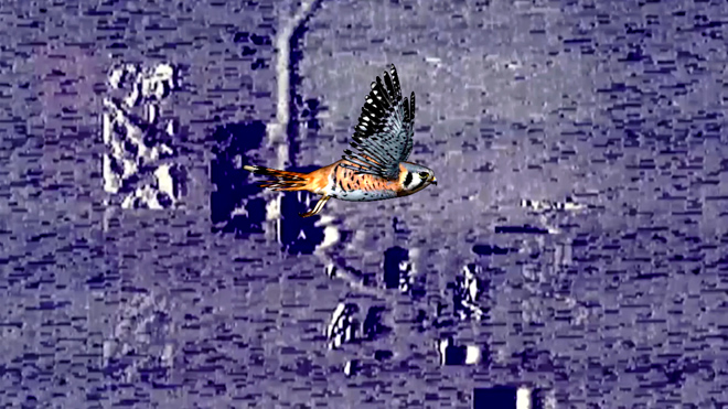 Falcon Flight through Lunar Orbit Lander Issues, 2020